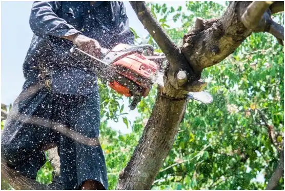 tree services Fort Davis